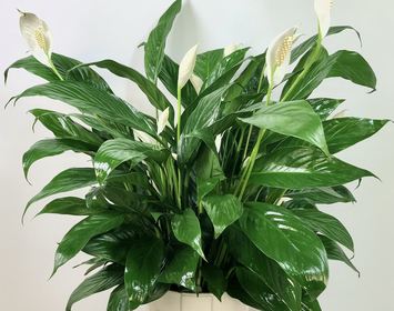 Sympathy Plants