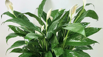 Sympathy Plants