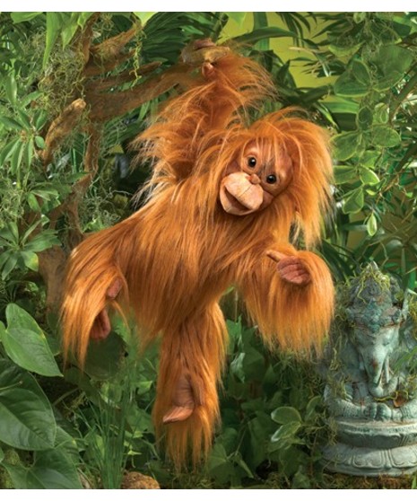 Baby Orangutan