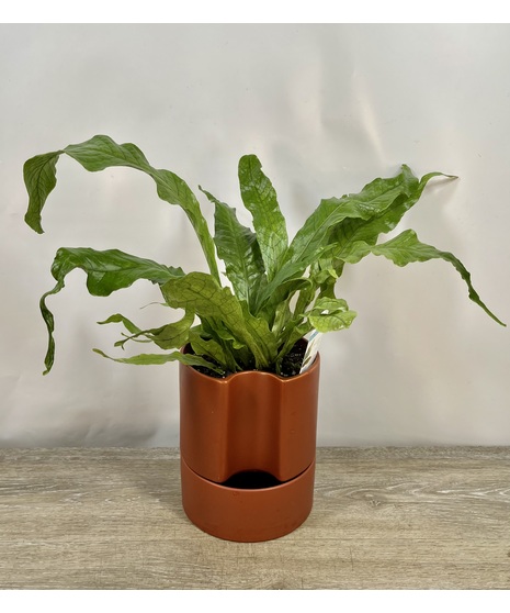 Self Watering Crocodile Fern