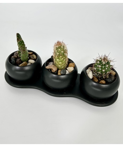 Cactus Trio