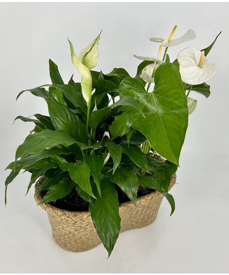 Tropical Double Basket