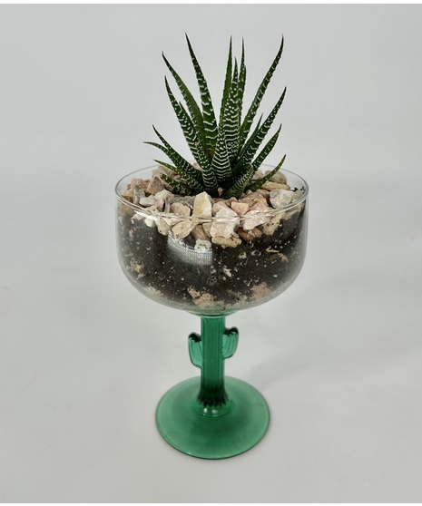 Desert Oasis