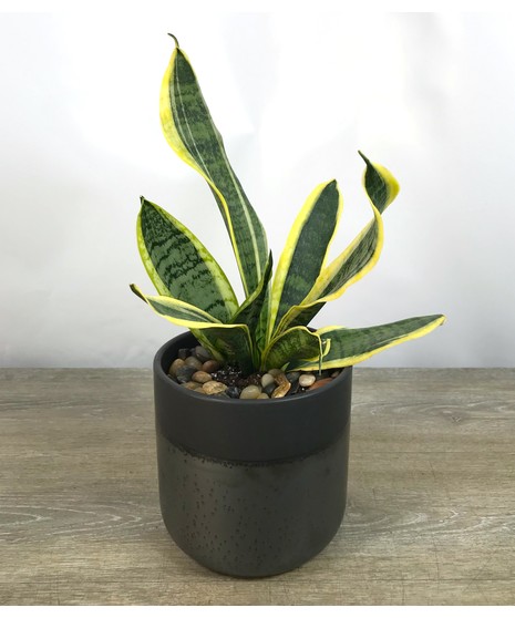 Snake Plant