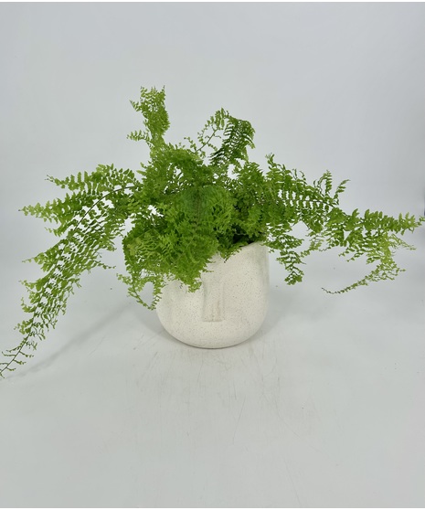 Mr Face Fern
