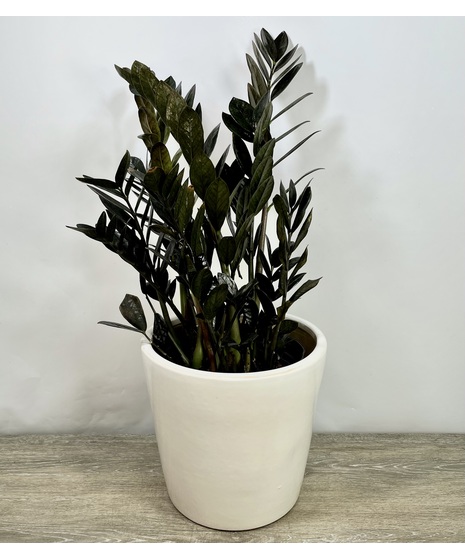 Large ZZ Plant