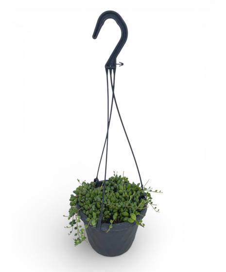 Hanging Succulent Basket