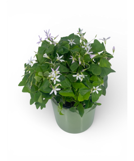 Shamrock Plant