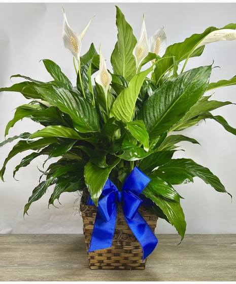 Large Peace Lily - two container options!