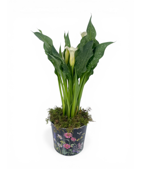 Calla Lilies