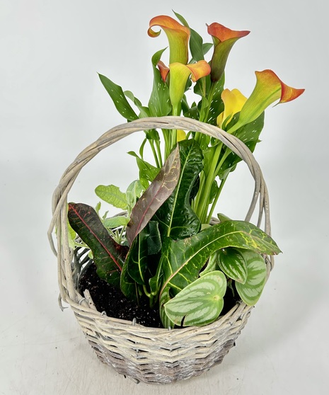 Basket Gardens