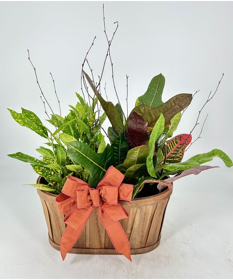 Croton Double Basket