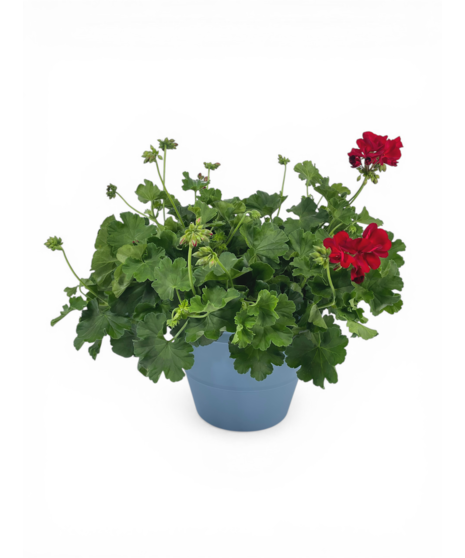 Geranium Plant - bloom colors vary