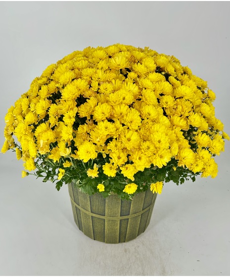 Blooming Mums