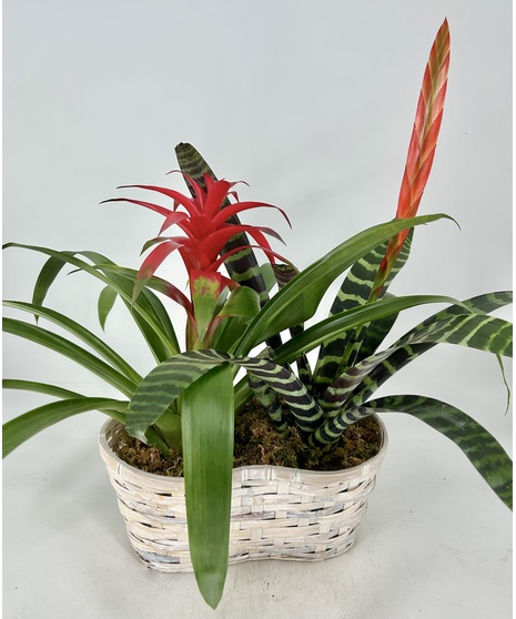 Bromeliad Duo