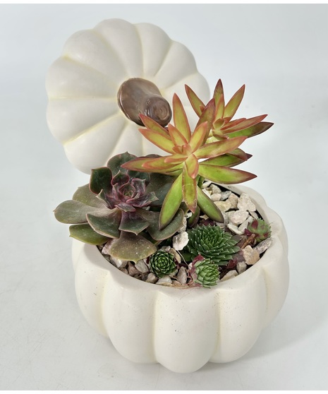 Succulent Gourd