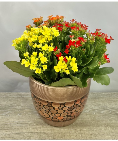 Kalanchoe