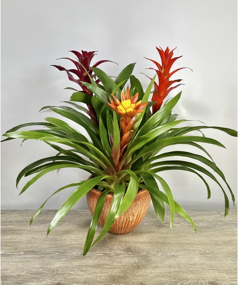 Bromeliad Trio