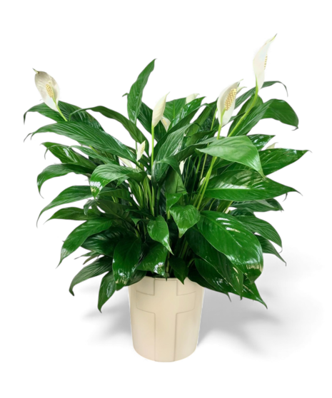 Peace Lily in Cross Pot - two sizes available