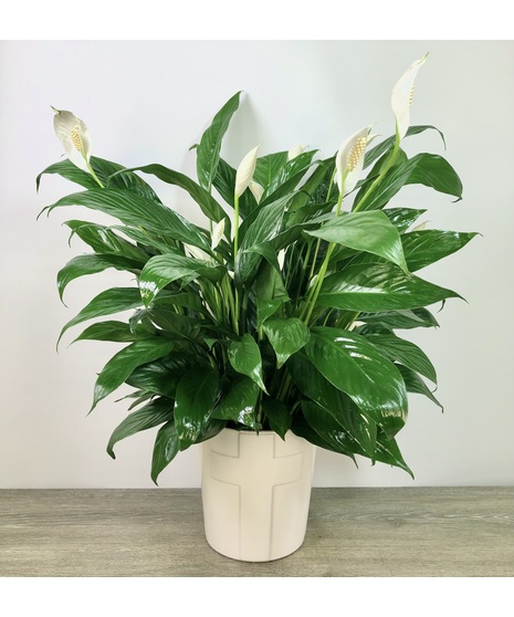 Peace Lily in Cross Pot - two sizes to choose from