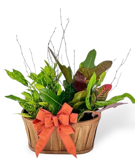 Croton Double Basket