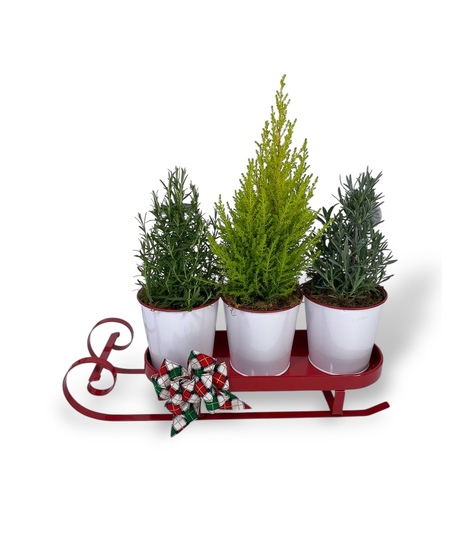 Scents of the Season