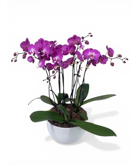 Orchid Garden