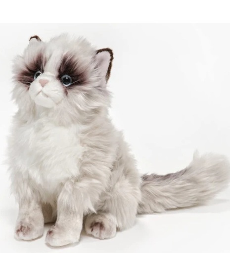 Tasha the Himalayan Cat
