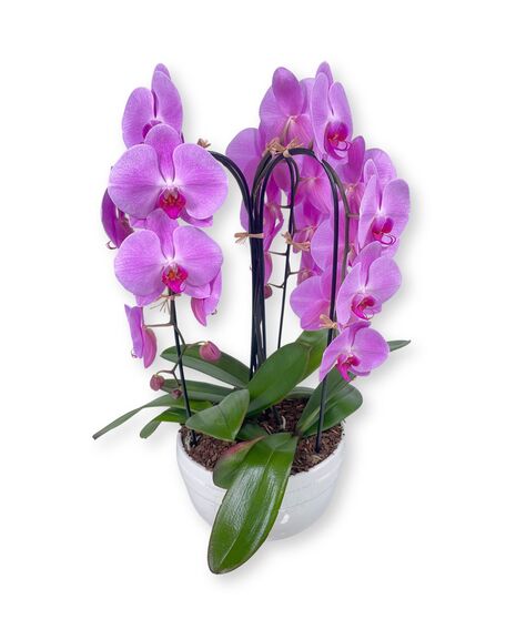 Waterfall Orchid Planter