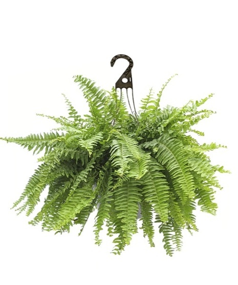 Large Hanging Boston Ferns