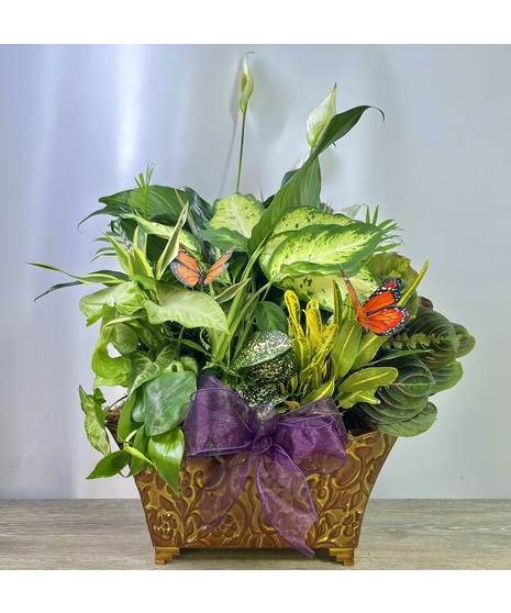 Dish Gardens