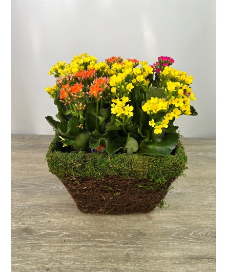 Blooming Kalanchoe