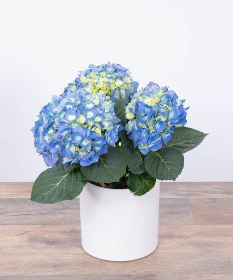 Blue Hydrangea Plant