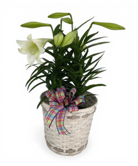 Double Stalk Easter Lily