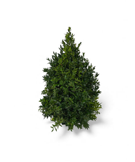 Boxwood Tabletop Tree