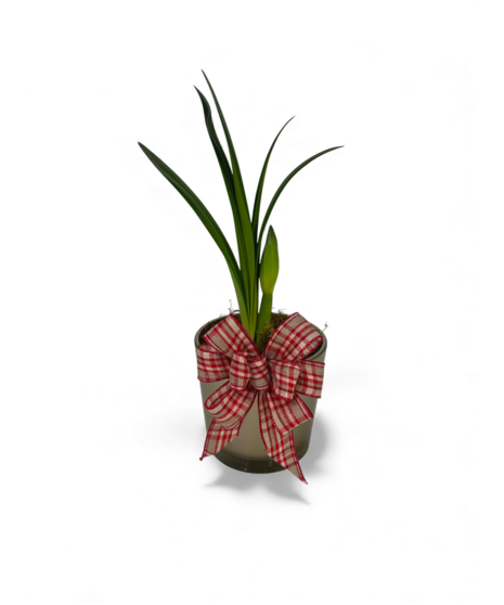 Live Amaryllis Plant