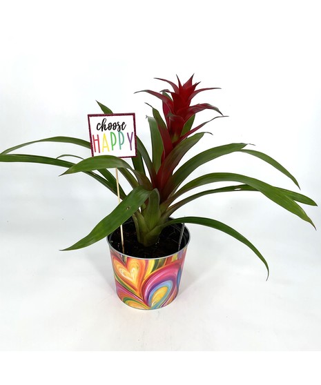 Tropical Bromeliad