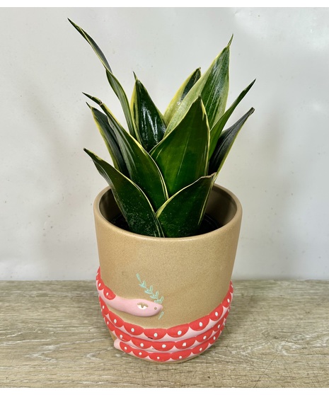 Plants