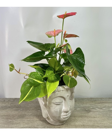 Blooming Meditation