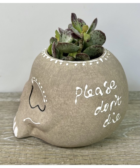 Succulent Survivor