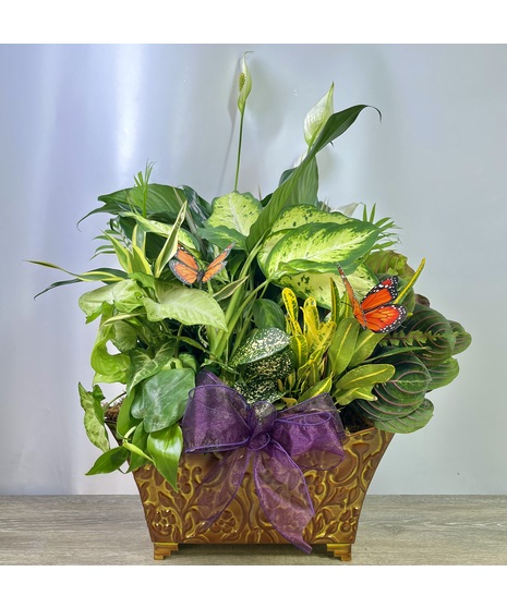 Large Dish Gardens