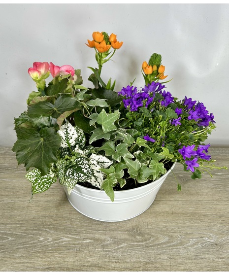 Plants