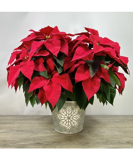 Poinsettia in Snowflake Tin