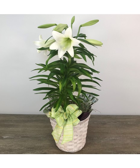 single Easter lily plant