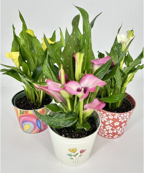 Blooming Calla Lily