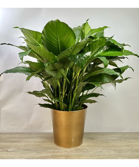 Large Peace Lily in Pot
