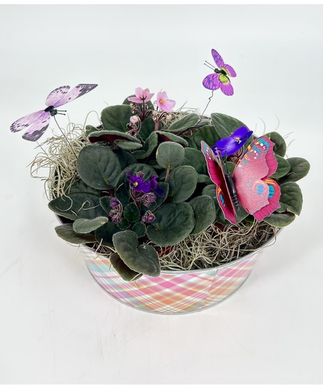 African Violets