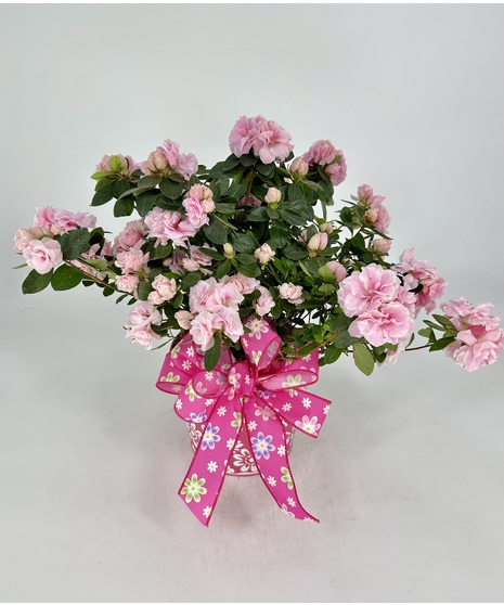Blooming Azalea