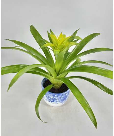 Tropical Bromeliad