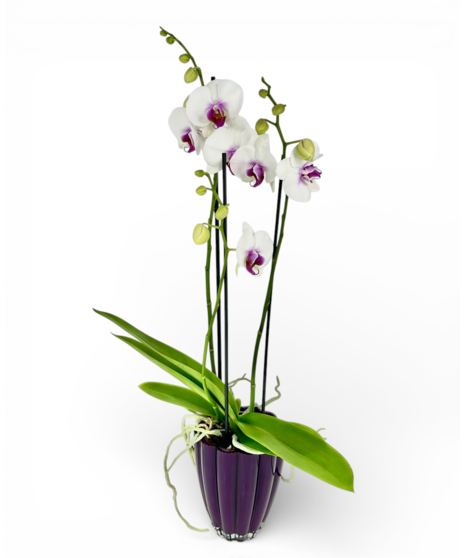 Potted Orchid